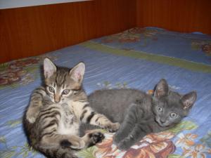 Ofer spre adoptie 2 pisicute fata si baiat
