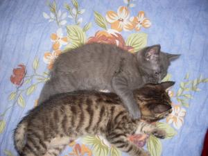 Ofer spre adoptie 2 pisicute fata si baiat