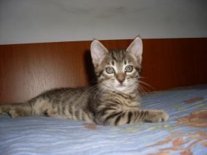 Ofer spre adoptie 2 pisicute fata si baiat