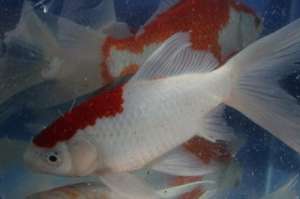 Pesti decorativi iaz caras,  crapi koi cega
