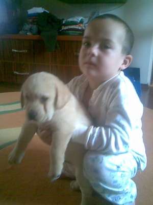 puiuti labrador