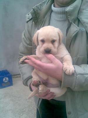 puiuti labrador
