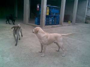 puiuti labrador
