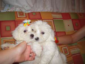 pui bichoni maltese