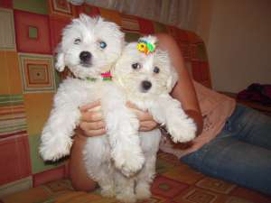 pui bichoni maltese
