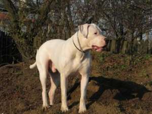 cane corso & dog argentinian monta
