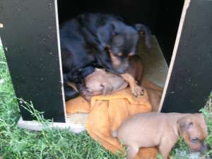 Vand  pui pinscher pitic