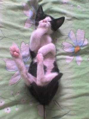 Tuchi