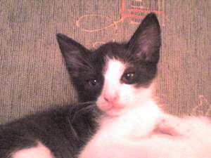 Tuchi