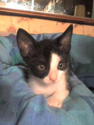 Tuchi