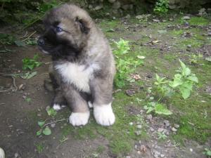PUI CIOBANESC CAUCAZIAN CU PEDIGREE