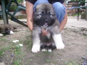 PUI CIOBANESC CAUCAZIAN CU PEDIGREE
