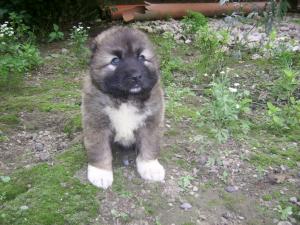 PUI CIOBANESC CAUCAZIAN CU PEDIGREE