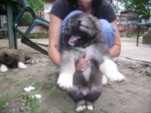 PUI CIOBANESC CAUCAZIAN CU PEDIGREE