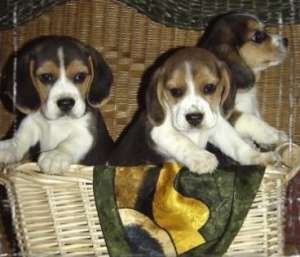 Petshop online va ofera catei cu pedigree,   masculi si femele din 60 rase canine !