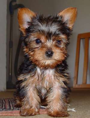 Petshop online va ofera catei cu pedigree,   masculi si femele din 60 rase canine !