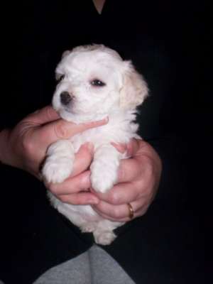 Petshop online va ofera catei cu pedigree,   masculi si femele din 60 rase canine !