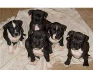 Petshop online va ofera catei cu pedigree,   masculi si femele din 60 rase canine !
