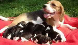 puiuti beagle cu pedigree