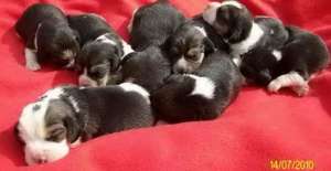 puiuti beagle cu pedigree