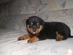 pui rottweiler