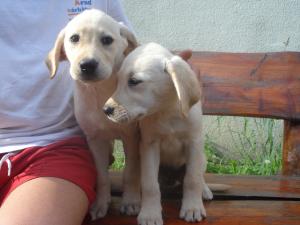 catei labrador retriever