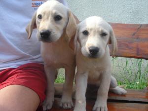catei labrador retriever