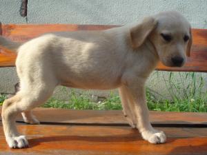 catei labrador retriever