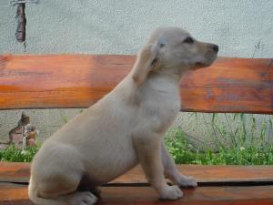 catei labrador retriever
