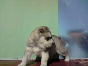 pui husky superbi vand
