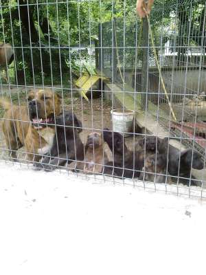 CRESCATOR, AM DE VANZARE CATEI DOG DE CANARIO, 