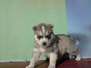 pui husky superbi vand