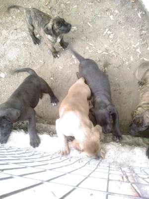 CRESCATOR, AM DE VANZARE CATEI DOG DE CANARIO, 