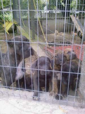 CRESCATOR, AM DE VANZARE CATEI DOG DE CANARIO, 