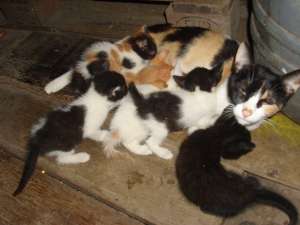 Ofer spre adoptie pisoii