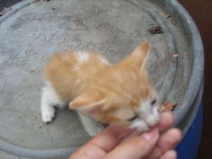 Ofer spre adoptie pisoii