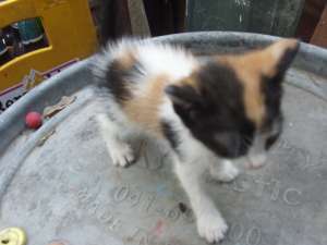 Ofer spre adoptie pisoii