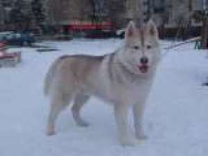 husky siberian pentru monta