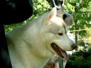husky siberian pentru monta