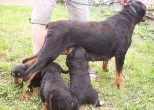 fetite rottweiler superbe de vanzare