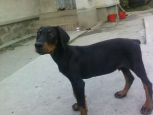 vand pui doberman mascul
