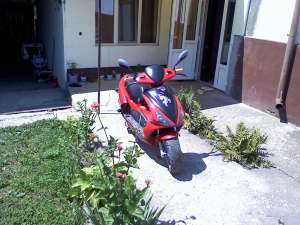 benelli 491 gt