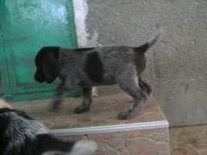 VAND PUI BRAC GERMAN CU PAR SARMOS