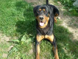 donez rottweiler