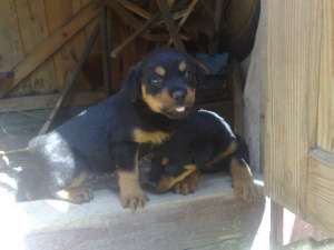 fetite jucause rotty