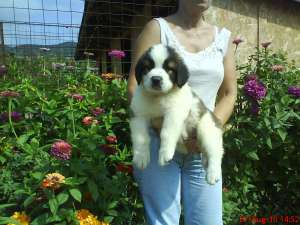 vind pui saint bernard