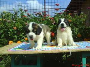 vind pui saint bernard