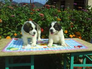 vind pui saint bernard