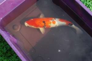 VAND CRAPI (KOI) ARAD
