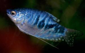 PESTI EXOTICI & ACVARI PLANTE  HRANA